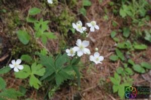 ranunculus platanifolius